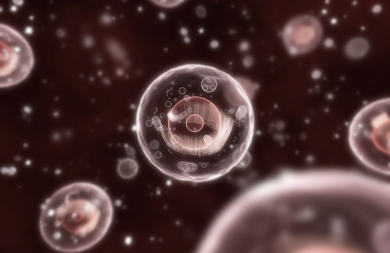 Red & NIR Light interacting with Mitochondria