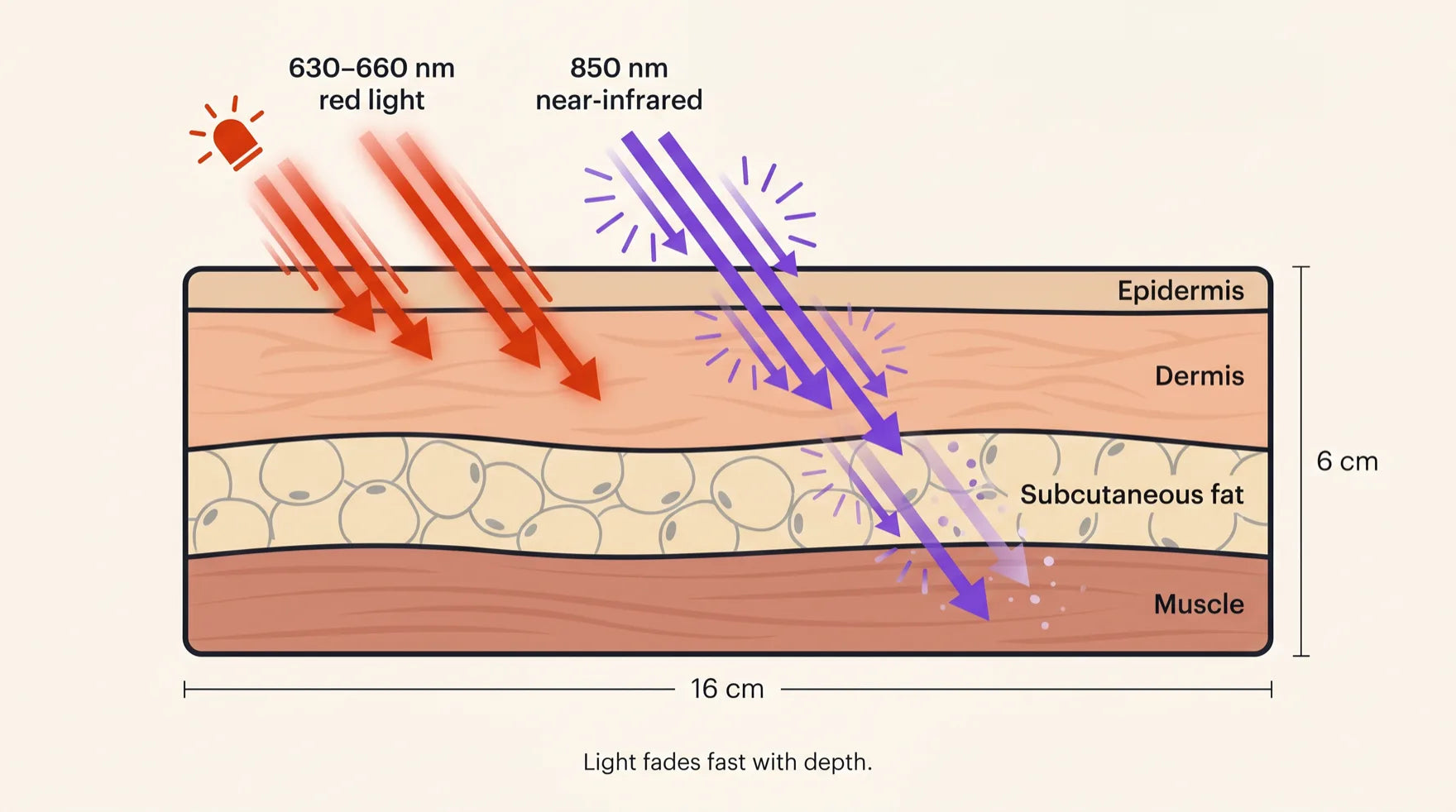 Cross-section of skin layers (epidermis, dermis, subcutaneous fat, muscle). Red light at 630 to 660nm stops shallow in the dermis, while 850nm near-infrared reaches into muscle but visibly fades with depth. Light fades fast with depth.
